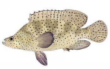 merra) Đây là loài có kích cỡ trung bình. Kích cỡ khai thác thông thường từ 20-30cm, cá lớn nhất có thể đạt đến 50cm.