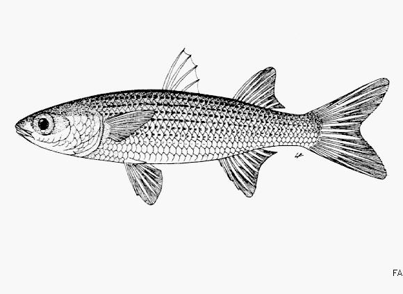 CHƯƠNG VII SINH HỌC VÀ KỸ THUẬT NUÔI CÁ ĐỐI 7.1. ĐẶC ĐIỂM SINH HỌC 7.1.1. Đặc điểm hình thái phân loại Hiện nay, trên thế giới có nhiều loài cá đối được định danh, loài được chú trọng nhất là Cá đối mục (Mugil cephalus).