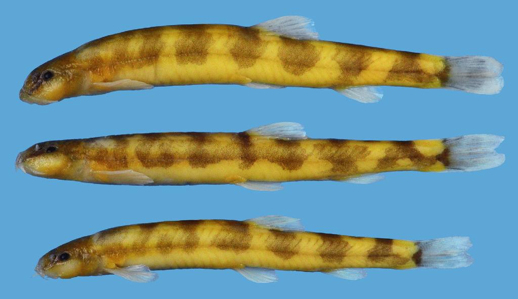 270 Fig. 13. ucinoemacheilus saadii, ZM-BSU7169B, holotype, 47.1 mm SL; Iran: stream ang-e-izab. a b c Fig. 14. urcinoemacheilus saadii, Iran: stream ang-e-izab; paratypes; a, ZM-BSU 7168B, 56.