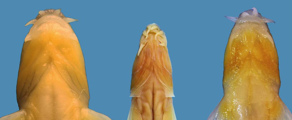 Dorsal and caudal fins hyaline, with elongated spots on rays, forming a mottled pattern of 1-2 dark vertical rows approximately in middle of ray length in dorsal fin