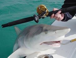 The first fish caught on the new Penn Torque, a 100-plus lb Spinner Shark caught off the coast of Florida.