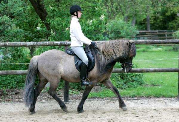 Given the lateral tendencies the correct rhythm of trot is often broken without suspension and the canter is pacey and run.