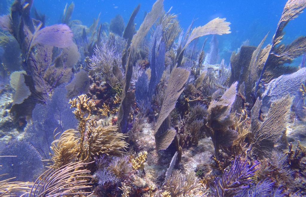 Lesson 5: MARINE ECOSYSTEMS - Coral Reef & Open Ocean However, threats to the health and survival of marine ecosystems increase with greater usage and population growth.