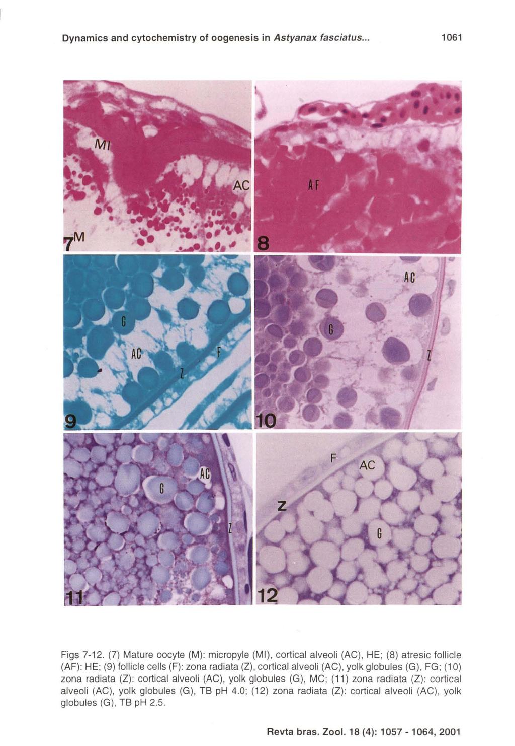Dynamics and cytochemistry of oogenesis in Astyanax fasciatus... 1061 Figs 7-12. (7) Mature oocyte (M): micropyle (MI), cortical alveoli (AG).