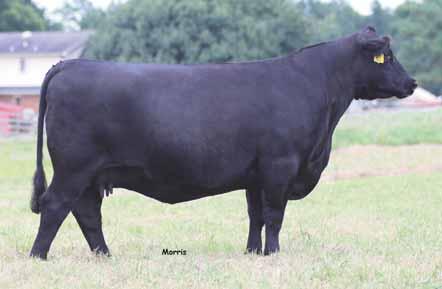 Angus Bred Females - A.I. 12.06.13 to GAR Retail Product (Angus); P.E. 12.19.13 to 4.21.