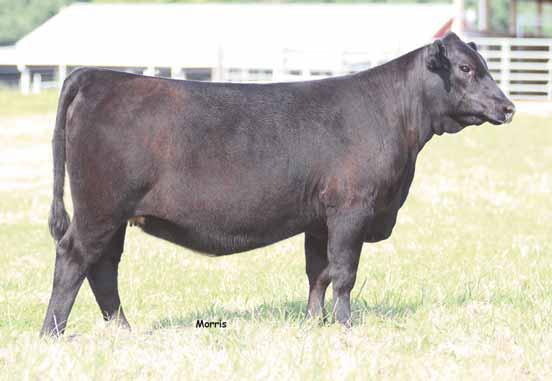 R 17 Sprng Crks Erica 4009 Angus Cow Black 4009 AAA 17861943 02.12.