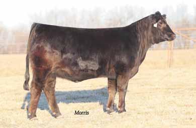 of Wulf s Spring Loaded 3158S daughter - This heifer offers a -0.2 for birth, 98 for yearling weight and.
