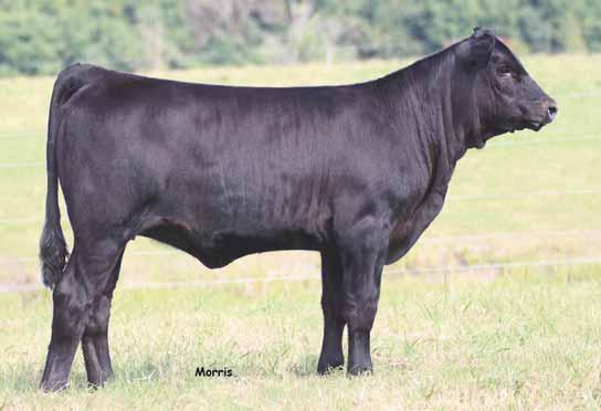 Limousin & Lim-Flex Cow/Calf Pair Splits WLR Reload, service sire to Lots 57 & 58 and the 2013 All-American Futurity Grand Champion Bull. LOT 57A.