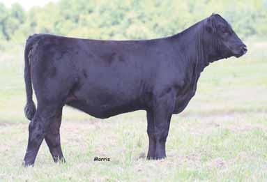 Limousin & Lim-Flex Cow/Calf Pair Splits LOT 62A... ELCX Bell Tower 237 B LOT 63A... ELCX Bell 132 B PAGE 30 _ Edwards Land & Cattle Co. - P.E. 2.01.14 to 8.15.