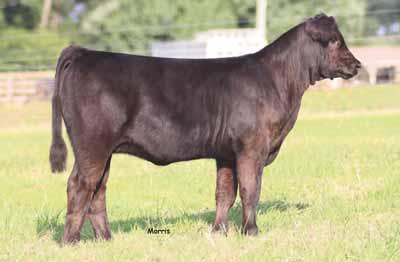 She is a full sister to DFLC 1S, the dam of the national champion female ELCX Twilight - Two full sisters are highlight in the DFLC 25L cow family section in the front part of this sale catalog -