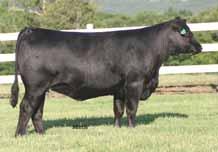 - Double polled and homozygous black - If you want a moderate framed, extremely thick made and powerful herd sire prospect then consider this young bull - He is a well made son of the Futurity