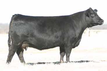 Herd Sire Prospects TW Fire N Ice, sire to Lot 70. AUTO Will Power 160X, sire to Lot 71. MAGS Tamra, dam to Lot 71. R 70 ELCX Smoking 710A Lim-Flex (38) Bull HP/DB ELCX 710A LFM 2046497 03.15.
