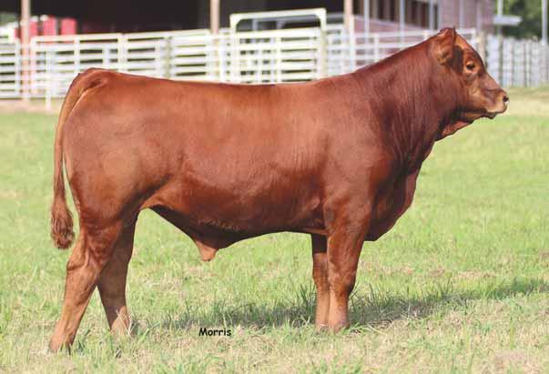 Herd Sire Prospects R 75 ELCX Bureau 603 B % Limousin (88) Bull DP/Red ELCX 603B NXM 2057476 02.16.