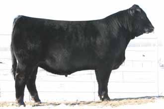 Herd Sire Prospects R E MAGS Winston Lim-Flex (50) Bull HP/DB MAGS 1802W LFM 1927995 01.25.