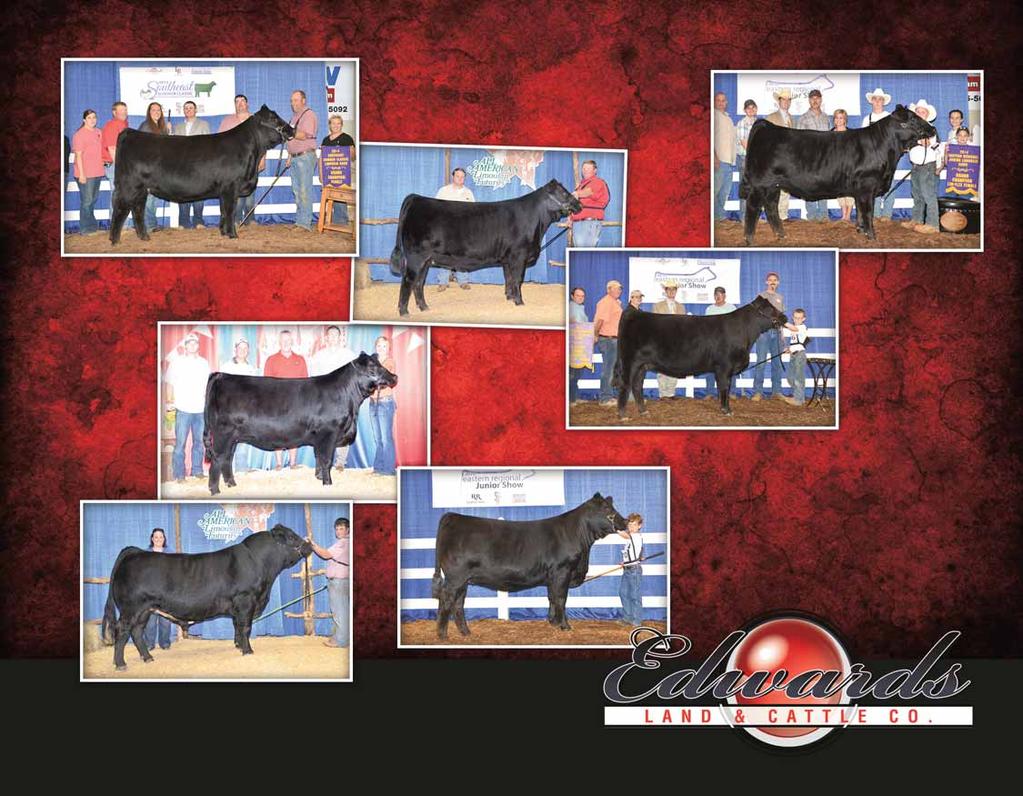 ELCX CHAMPIONS ELCX CHRISTY 260Z - 2014 Southeast Summer Classic Grand Champion Female - 2014 All-American Futurity Div. VI Female - Owned by Wies Limousin Ranch, MO, and Edwards Land & Cattle Co.