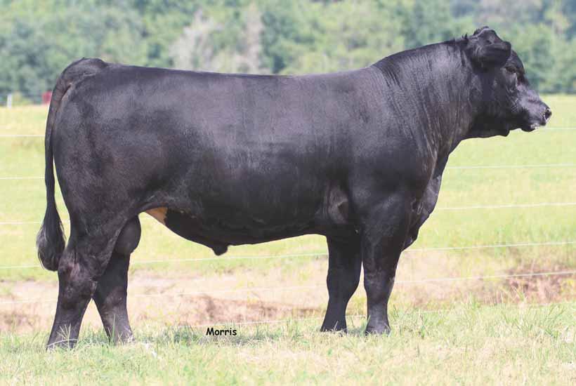 Featured Herd Sire Prospect AUTO Cruze 132X, sire of Lot 2. Here is someone s next big time herd sire prospect! ELCX Cruze Control 329A is a black and polled 68.8% Lim-Flex herd sire in the making.