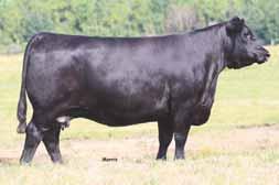 She is a daughter of MYTTY In Focus and from the famed Sugar Bush Cattle, Inc. donor MAGS Manuela.