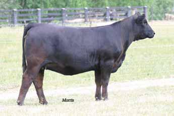 Xina is a daughter of SAV Bismarck 5682 and from the once national champion female Carrousels Pina Colada.