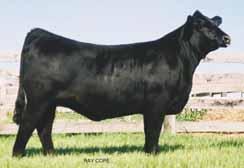 She is a proud representative of the extensive embryo transplant program at Edwards Land & Cattle Co. She is sired by the $35,000 valued half interest sire AUTO Will Power 160X.
