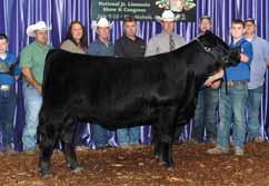 Andrew Milam showed a daughter of Christy and maternal sister to this heifer selling, AUTO Mornin to win reserve grand champion female of the 2012 National Junior Heifer show.