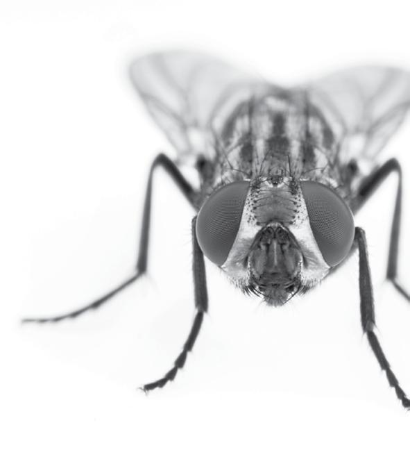 flies BASF Pest Control Solutions