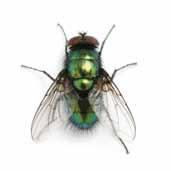 Effective long-term fly control requires an integrated approach that includes identifying threats, locating breeding sites and access points, and employing the right environmental,