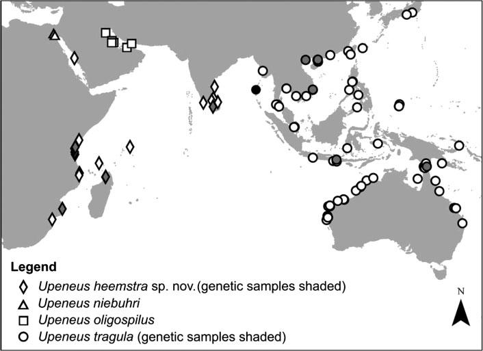 A new Indian Ocean goatfish species 673 Figure 7. The distribution of the dark-freckled Upeneus species complex (Upeneus heemstra sp. nov., U. niebuhri, U. oligospilus and U.