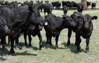 HICKS BEEF BETTER THAN PURE HYBRID VIGOUR AND SELECTION FOR ECONOMIC TRAITS The Hicks Beef bull sales give beef producers the opportunity to use science to increase their profits with the benefits of