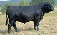 benchmark Sim Angus bull in the breed A highly proven performance bull that appears in a lot of popular Sim Angus bulls Jim Butcher says that all cowboys want a son of this sire, but not all can
