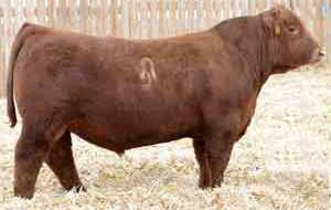 HOOKS SHEAR FORCE 38K HOOKS TRINITY 9T HOOKS PEARL 22-P LCC GRAVITY B252L REMPE STABILIZER YD032 719 COMPOSITE REFERENCE SIRES LEACHMAN CADILLAC L025A Born: 14/01/13 Color: RED Breed: SIM ANGUS We