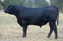 He is famous for his high hit rate of sons making our sale team, and popular for great temperament, soundness, and great muscle and weight. 7.9 4.9 75.9 113 8.3 21.2 59.1 44.2-0.06 0.04-0.011 0.53 95.