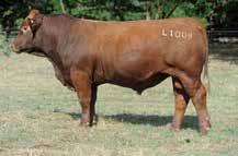 RED COMPOSITE BULLS Lot 10 ABC L567 (S) Born: 1/08/15 Brand: L567 Colour: RED HOOKS TRINITY 9T LEACHMAN CADILLAC L025A REMPE STABILIZER YD032 PERT G48 ABC J1105 ABC F1041 A very attractive son of our