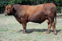 L567 has thickness and volume in a soft, easy doing package backed by some of the best numbers in this red catalogue. A very attractive bull. 14.9-0.9 59.4 87.6 7.7 22.2 51.9 20.7-0.12 0.43-0.004 0.