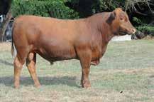 RED COMPOSITE BULLS Lot 16 ABC L912 Born: 24/08/15 Brand: L912 Colour: RED WS BEEF MAKER R13 ABC H914 ABC B1111 Another great Hammo (H914) son.