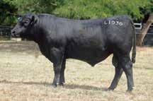 together. This has produced an attractive, easy doing, high volume son; a bull which can be used on heifers (top 5% CE) and backed by a good All Purpose Index. 17.6-2 49.8 77.6 8.3 25.7 50.6 13.6-0.
