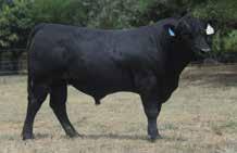 BLACK COMPOSITE BULLS Lot 21 ABC L1019 Born: 3/09/15 Brand: L1019 Colour: BLACK RCR AUGUSTUS R54 ASR AUGUSTUS Z2165 ASR MS JORDAN W916 This bull is by the Augustus sire who appears to be putting a