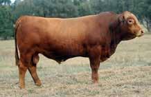 RED COMPOSITE BULLS Lot 27 ABC L1115 Born: 15/09/15 Brand: L1115 Colour: RED WS BEEF MAKER R13 ABC J623 ABC E1425 This is an attractive beef bull to use on cows to give an extra shot of growth and