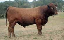 RED COMPOSITE BULLS Lot 30 ABC L858 Born: 22/08/15 Brand: L858 Colour: RED HOOKS TRINITY 9T LEACHMAN CADILLAC L025A REMPE STABILIZER YD032 JRI PLD FREE AGENT 125J3 ABC G637 ABC D0160 We are in a