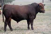 If you are in the beef business to maximise profits don t miss this calf.