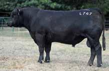 BLACK COMPOSITE BULLS Lot 37 ABC L952 Born: 28/08/15 Brand: L952 Colour: BLACK TNT DUAL FOCUS T249 ST PAULS GARY LYON G236 ST PAULS BLK LGD WILCOOLA E331 A thick calving ease bull, square and meaty,