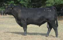 10% calving ease, with good balanced numbers, plus high milk. L886 is sired by XSim Bettis, a high priced bull from the Gubbins sale, an embryo brought in from the US Gateway herd. 16.9 0.2 57.3 83.