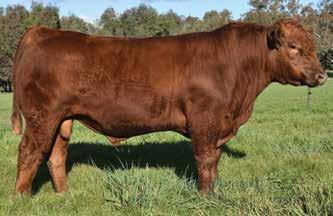 HYBRID VIGOUR AND SELECTION FOR ECONOMIC TRAITS The Hicks Beef bull sales give beef producers the opportunity to use science to increase their profits with the benefits of a breeding program using