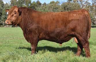 The good news is that there is now a significant selection of bulls that bend the growth curve. That is, identify bulls that give both moderate birth weights and high yearling weights.