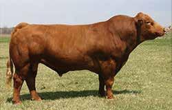 We inspected Rimrock in the U.S. and were impressed with his structure and thickness. COMPOSITE REFERENCE SIRES CE Birth Wean Year MCE Milk MWW Doc CW YG Marb BF REA API TI 16.5-3 62.9 83.5 13.8 14.