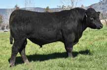 The great thing about profit indexes is that it puts real values in for measurable traits, and shows profit not only relies on growth, but fertlity traits of calving ease, stayability (a cow s