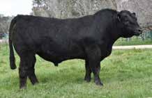 This bull may well reflect the modern trend to limiting mature weight in your cow herd but still delivering calving ease and yearling growth. 18.3-4.3 65 100.5 13.8 20.4 52.9 23.4-0.09 0.32-0.004 0.