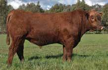 RED COMPOSITE BULLS Lot 33 ABC L926 Born: 25/08/15 Brand: L926 Colour: RED WS BEEF KING W107 CDI RIMROCK 325Z CDI MS TOP GUN 5U BB U245L REON 2 ABC D1287 ABC Z1110 A high volume, easy doing bull