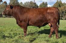 RED COMPOSITE BULLS Lot 36 ABC L763 Born: 17/08/15 Brand: L763 Colour: RED WS BEEF MAKER