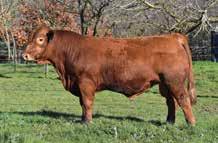 Colour: RED By the great feed efficiency sire Cadillac, this bull should be very suitable for heifer joinings with top 10% calving ease.