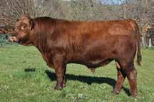 This bull with top 5% calving ease and a tiny birth weight should provide a worry free calving time. The high profit numbers for the All Purpose Index indicate the sound numbers backing this bull.
